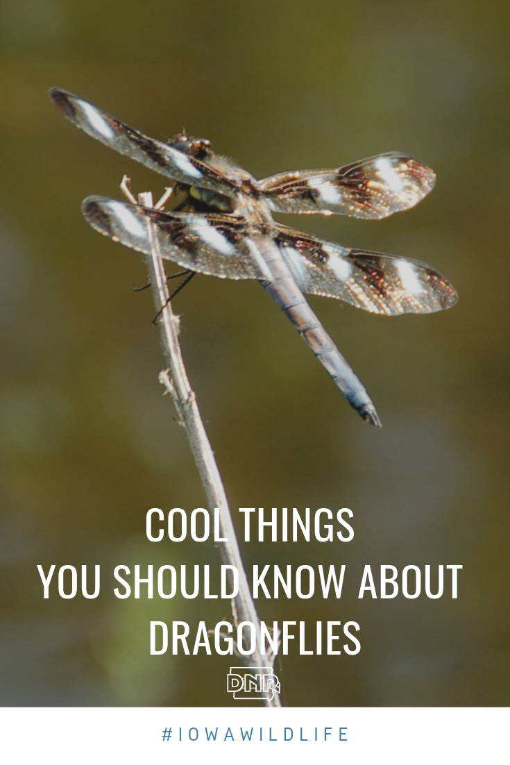 Dragonflies can move and rotate each of their four wings independently. Thanks to this unique ability, these insects can fly backwards, up and down. They can turn on a dime and can hover | Iowa DNR